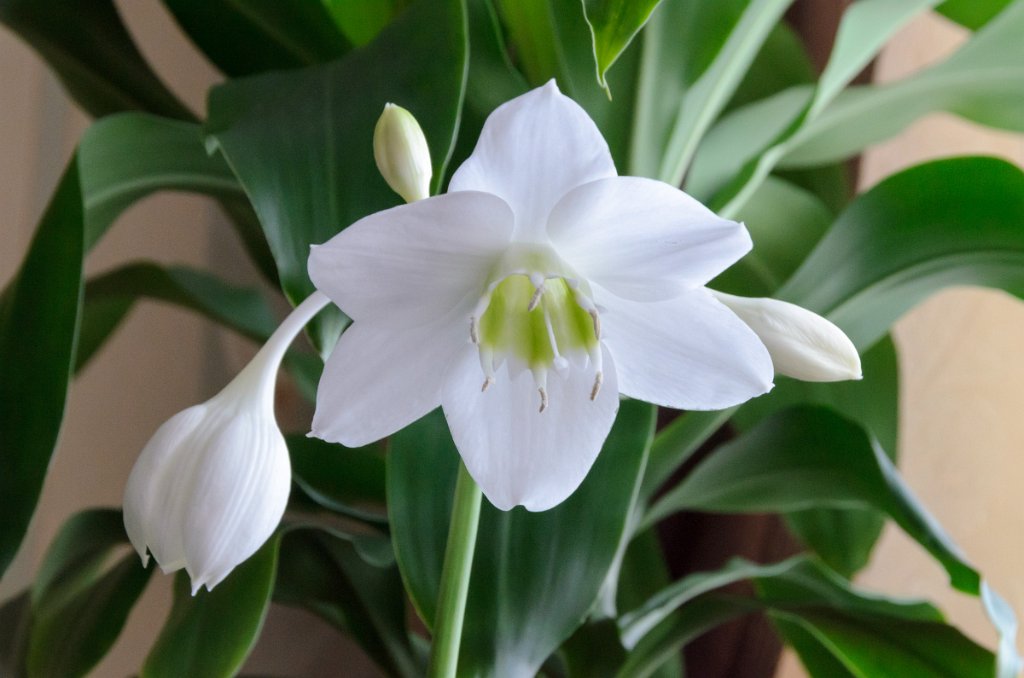 Plantes d'intérieur à bulbe: nom, description, photo