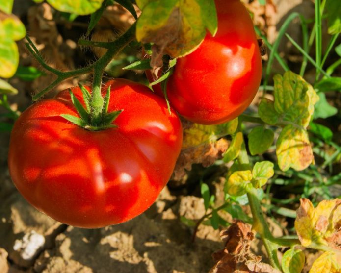 Patte d'ours aux tomates