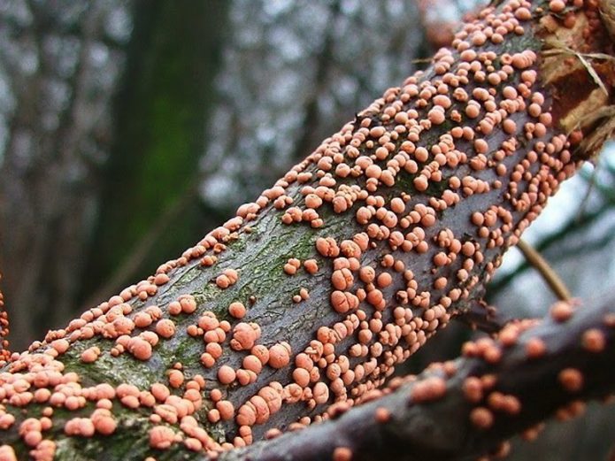 Tuberkuliozinė nekrozė ant medžio žievės