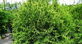 Thuja Bodmeri