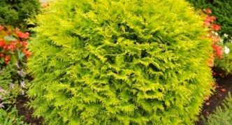 Thuja Golden Globe