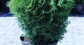 Thuja Hillieri