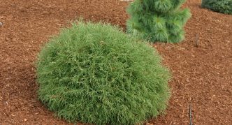 Thuja κ. Μπόουλινγκ Μπάλα