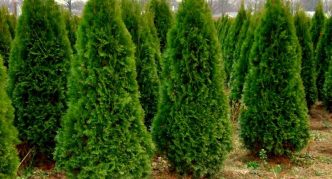 Thuja Smagard