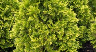 Thuja Sunkist