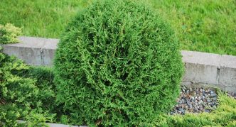 Thuja nhỏ Tim