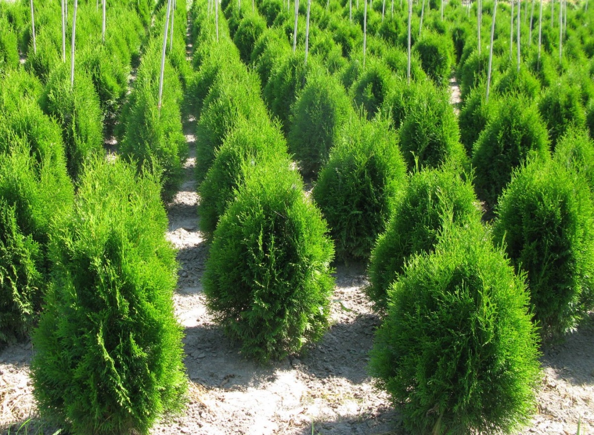 Menanam dan merawat thuja di kebun