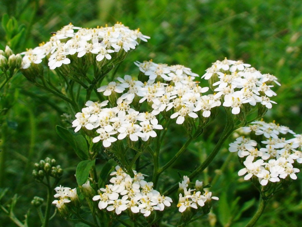 Achillea