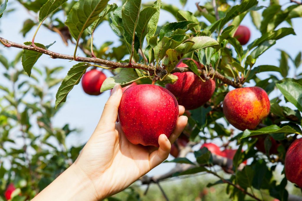 Cosecha de manzanas en septiembre