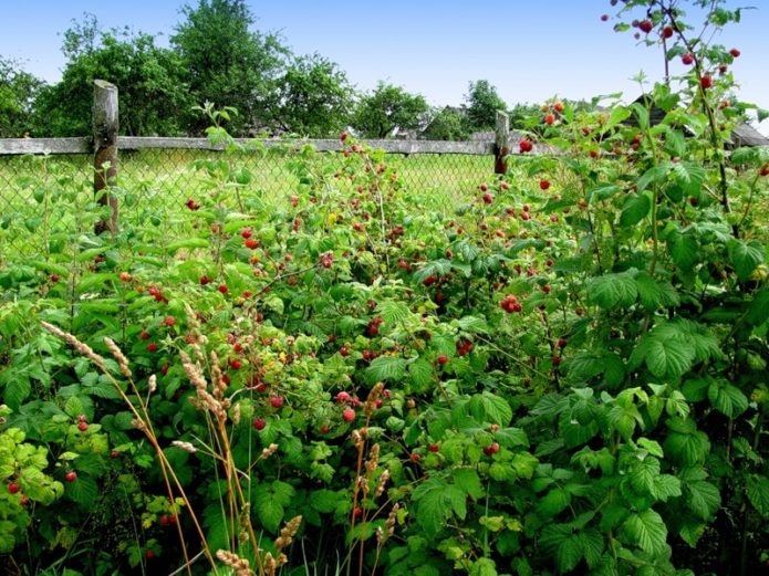 Himbeeren düngen