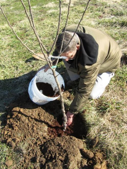 Fertilizando o solo para mudas