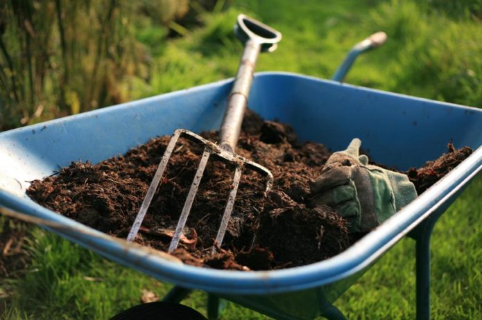 fertilisation des raisins avec du fumier