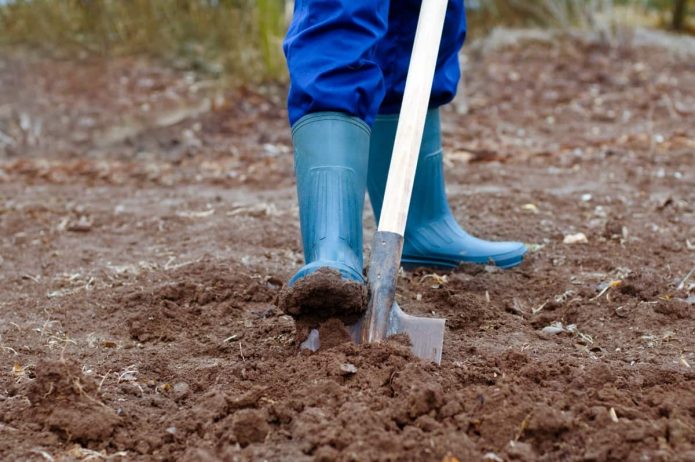 Fertilizando o solo antes de plantar batatas