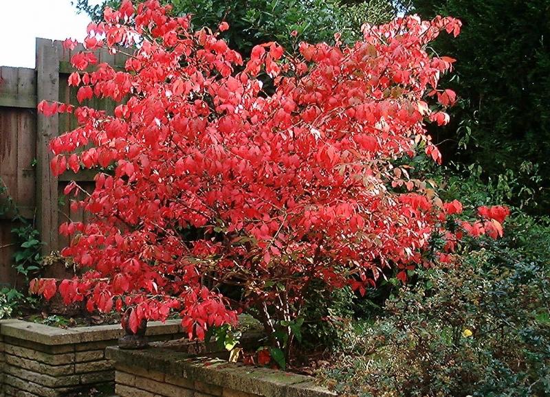 Decorarea grădinii - euonymus