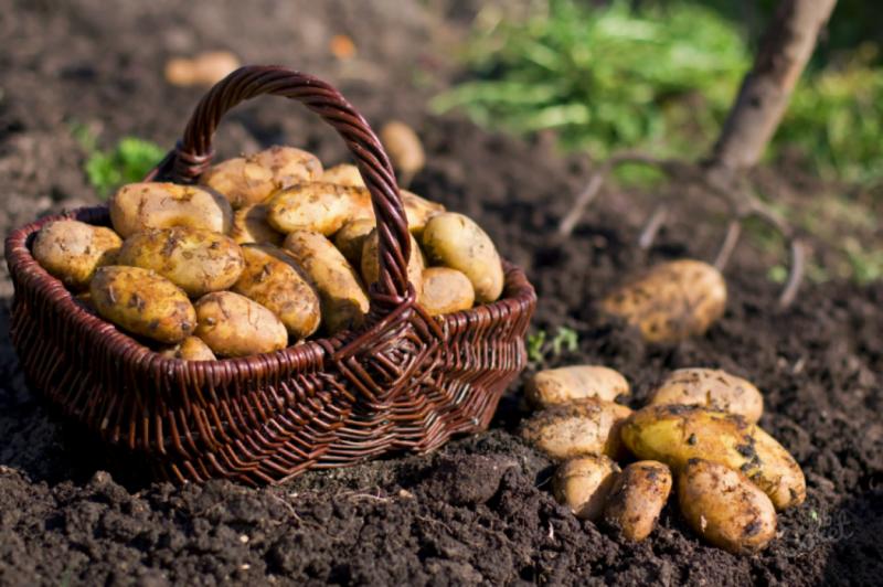 Fertilizante para batatas no plantio