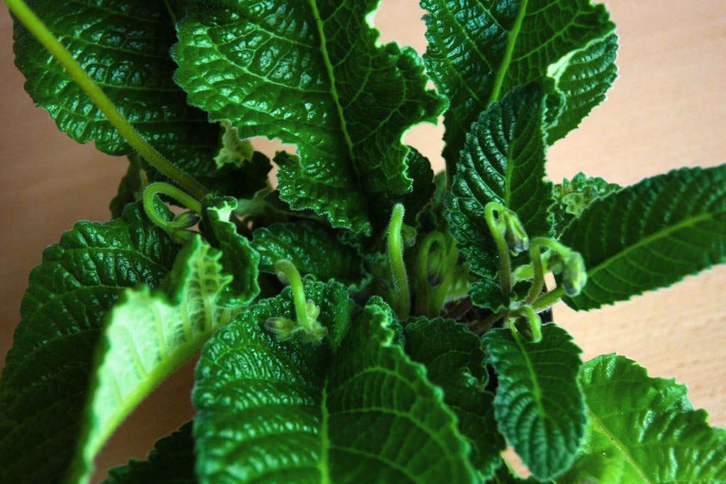 Streptocarpus na fase de crescimento ativo