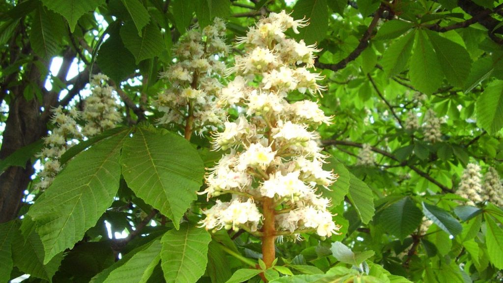 Inflorescência de castanha da Índia