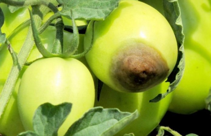 Top verrotten auf Tomaten