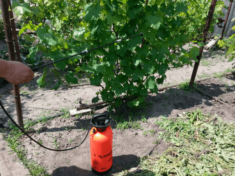 Spring foliar feeding ng mga ubas