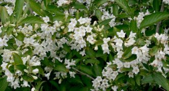 Weigela Candida