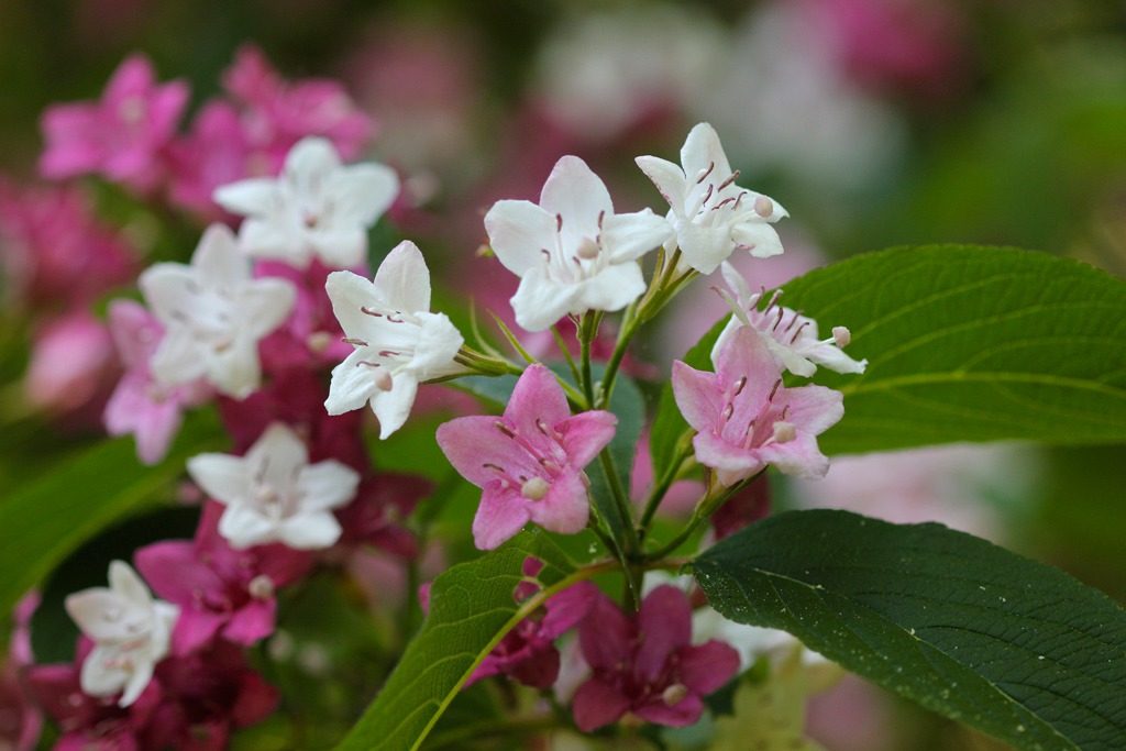 Weigela เกาหลี