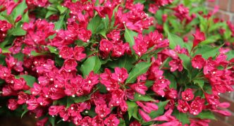 Weigela, o Príncipe Vermelho