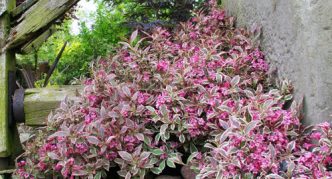 Weigela Mein Monet