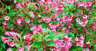 Weigela في وقت مبكر