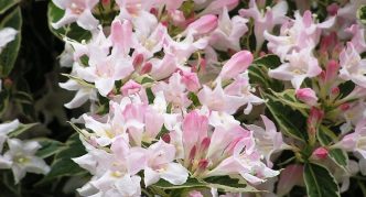 Weigela Hebat