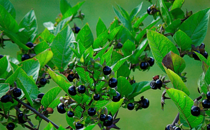 Belladonna berries on the bush