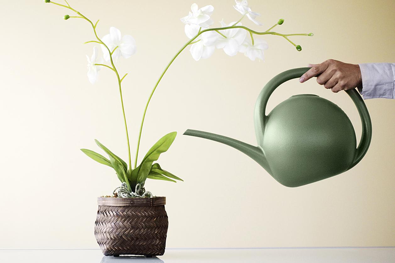 Como regar a orquídea phalaenopsis em casa