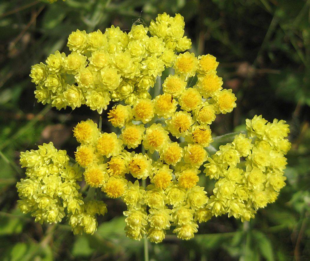 Anong uri ng bulaklak ang isang immortelle, at paano ito nakikita sa larawan?