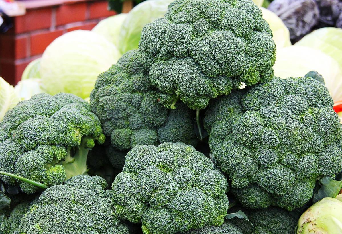 Cultivarea broccoliului într-un mod fără semințe: o metodă eficientă și simplă