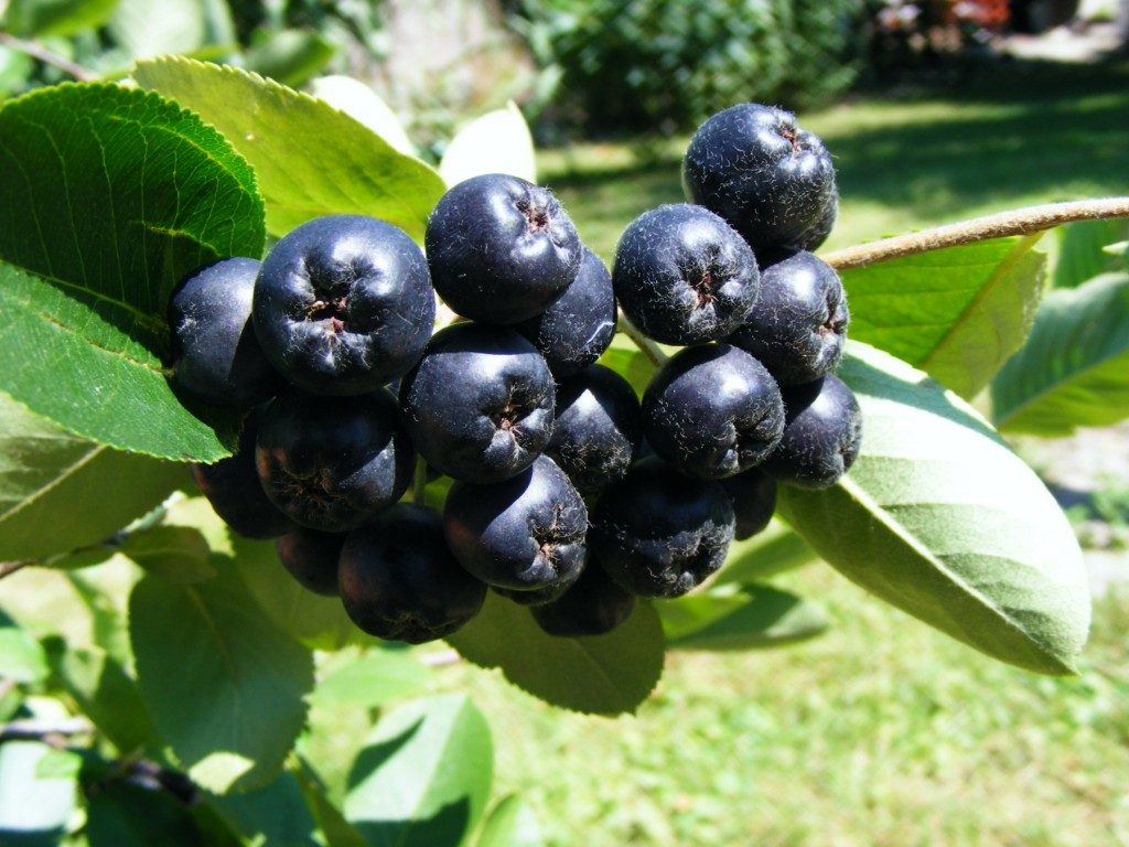 Aronia berries on a bush