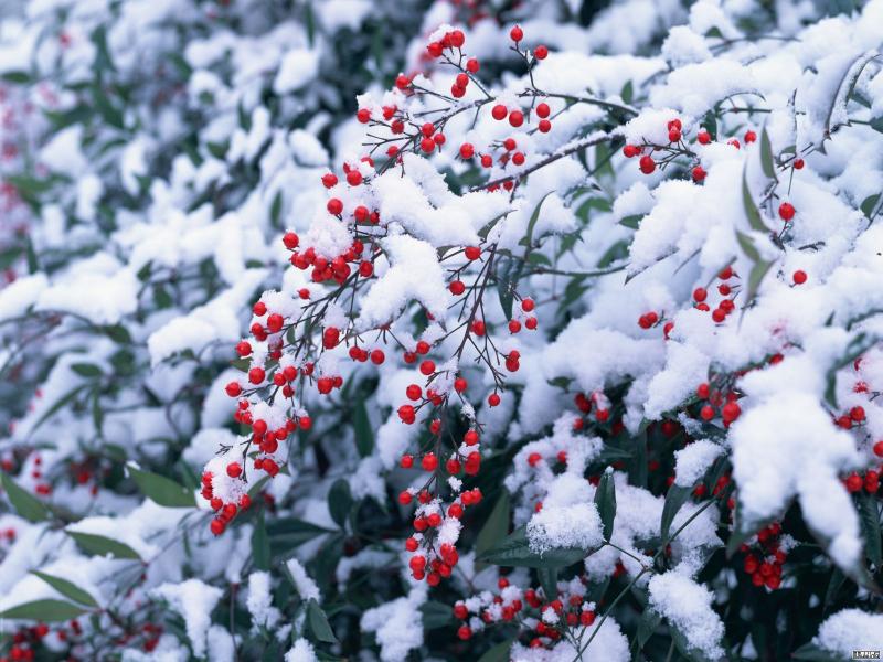 Bagas na neve, janeiro