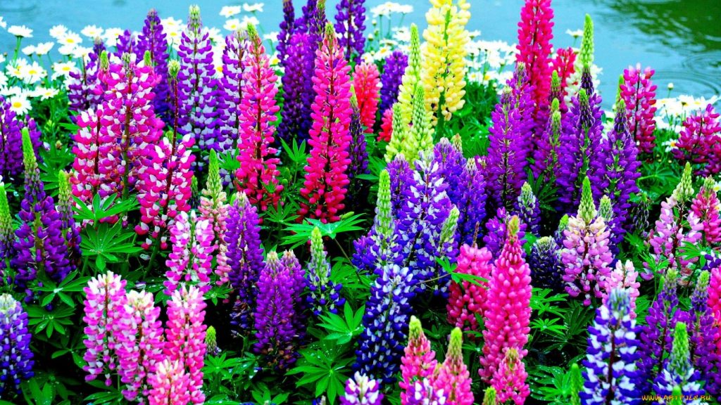 Bồn hoa tươi sáng với lupins