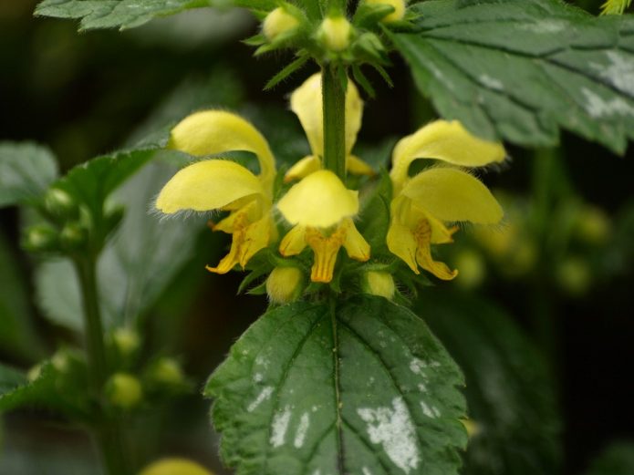 Cordeiro amarelo