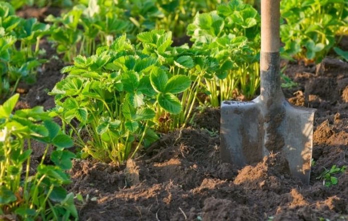 Land voor het herplanten van aardbeien