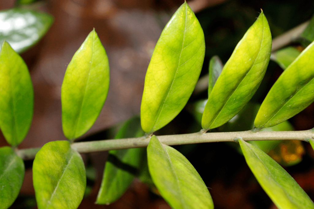 Zamioculcas fica amarelo