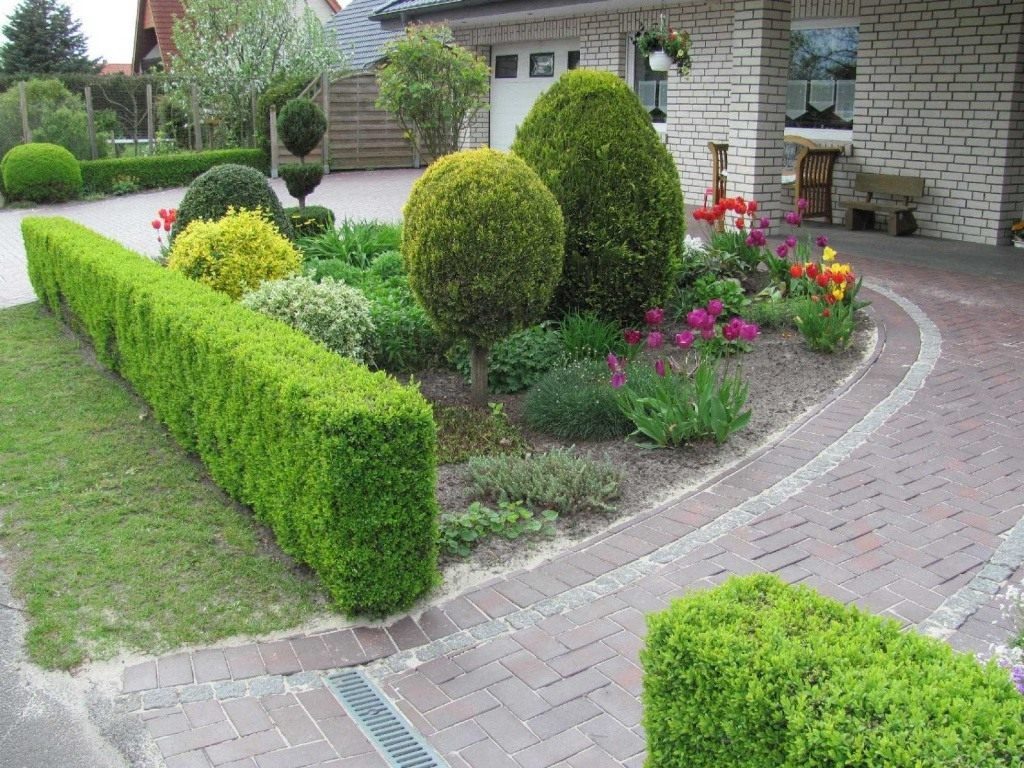 Thuja hedge